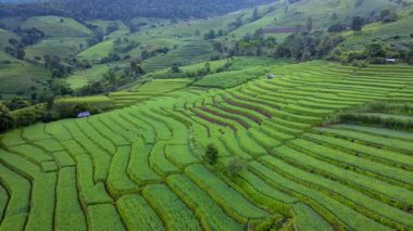 Chiang Mai 'nin nefes kesen manzaralarını keşfedin. Canlı yeşil pirinç tarlaları kayan tepeler boyunca uzanıyor. Doğanın dingin güzelliğini bu tarım cennetinde en iyi şekilde tecrübe edin..