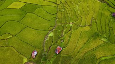 Tayland, Chiang Mai 'nin canlı yeşil teraslarını keşfedin, verimli pirinç tarlalarının araziye yayıldığı. Gizli kulübeler manzarayı noktalıyor, kırsal hayatın güzelliğini gözler önüne seriyor..
