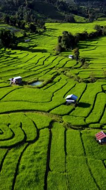 Chiang Mai, Tayland 'ın büyüleyici pirinç teraslarını keşfedin. Parlak yeşil tarlaların araziye yayıldığı yer..
