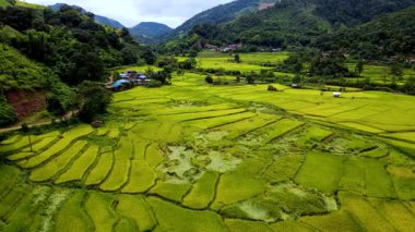 Chiang Mai, Tayland 'ın nefes kesici pirinç teraslarında gezin. Orada canlı yeşil manzaralar, nazik tepeler arasında sonsuz bir şekilde uzanıyor. Kırsal hayatın sakinliğini hisset..
