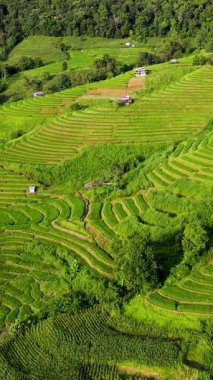 Tayland, Chiang Mai 'nin büyüleyici manzaralarına hayret. Teraslı pirinç tarlaları tepeler boyunca uzanıyor. Bu büyüleyici yerdeki canlı yeşilliğe ve huzurlu kırsal yaşama tanık olun..