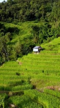 Chiang Mai 'nin kalbinde yer alan bu sakin manzara, yemyeşil alanlarla çevrili canlı pirinç tarlalarını sergiliyor. Basit bir konut, bereketli manzaranın ortasında huzur içinde yatar..
