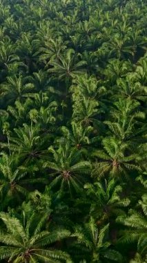 Canlı yeşil palmiye ağaçları Tayland 'da araziye yayılarak bölgenin zengin tarım mirasını gösteriyor. Havadan bakıldığında, yemyeşil, gelişen ekosistemi vurguluyor.