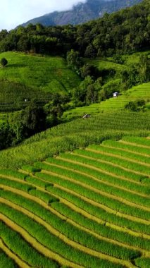 Chiang Mai Tayland 'ın sakin tepelerine yerleşmiş pirinç tarlalarının nefes kesici terasları çarpıcı bir manzara yaratıyor..