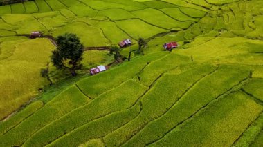 Tayland 'ın Chiang Mai kentindeki çarpıcı pirinç tarlalarında dolaşın. Yeşilliğin tüm araziye yayıldığı yerde. Bu kırsal cennetteki dingin güzelliği ve canlı renkleri tecrübe edin..