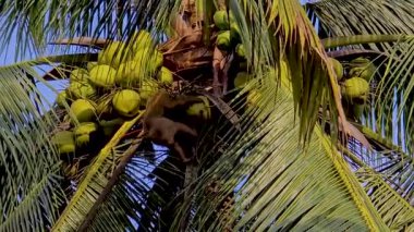 Maymunlar uzun hindistan cevizi ağaçlarında ustalıkla gezinerek inanılmaz tırmanma yeteneklerini Tayland 'ın büyüleyici doğal manzarasına karşı sergiliyorlar. Hindistan cevizi çiftliğinde çalışan bir maymun.