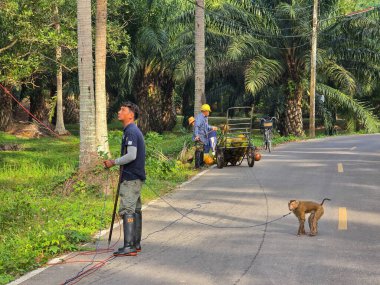 Chumphon Tayland 2 Şubat 2025, Hindistancevizi palmiyesi fidanında hindistan cevizi toplayan işçiler meraklı bir maymun etrafını izlerken