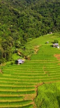 Chiang Mai, Tayland 'ın nefes kesici pirinç tarlalarını keşfedin..