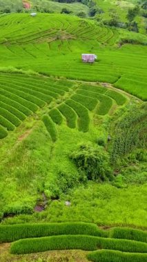 Chiang Mai Tayland 'ın nefes kesen manzarasını canlı yeşil pirinç tarlaları gibi sürekli esneyin..