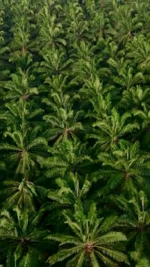 Tayland 'ın tropikal doğasında gelişen geniş bir petrol palmiye ağacını keşfedin. Güneş tepemizde ışıl ışıl parlarken güzel yeşillikler sergiliyor..