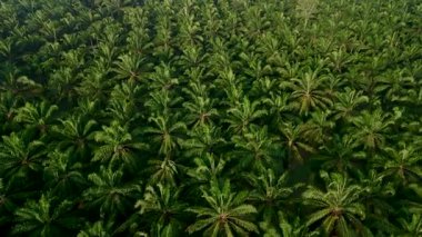 Uçsuz bucaksız palmiye ağaçları Tayland 'ın yemyeşil kırsal bölgelerine yayılarak güzellikleri gözler önüne seriyor. Güneş ışığı yemyeşil yaprakların arasından süzülüp sakin bir atmosfer yaratır..