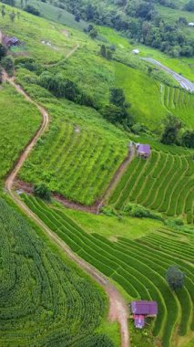 Chiang Mai Tayland 'ın kıvrımlı tepelerinde yemyeşil pirinç tarlaları açılır. Yeşilin çeşitli tonları doğanın ve tarımın güzelliğini yansıtan çarpıcı bir yama oluşturur..