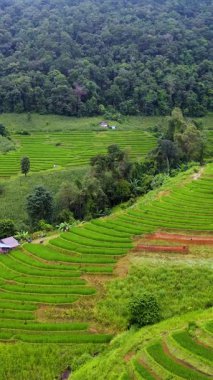 Chiang Mai Tayland 'ın yemyeşil tepelerinde, canlı pirinç tarlaları göz alabildiğince uzanıyor..