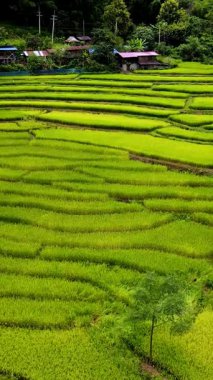 Chiang Mai Tayland 'ın kalbinde, bu büyüleyici manzara tarım mevsiminde yemyeşil pirinç tarlalarını sergiliyor..
