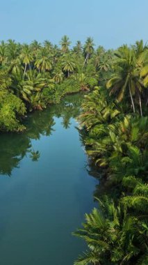 Chumphon Tayland 'daki canlı palmiyeler arasında yavaşça akan huzurlu bir nehrin güzelliği. Bu bereketli tropikal orman ormanı doğal cazibesi ve huzurlu atmosferiyle büyüleyicidir..