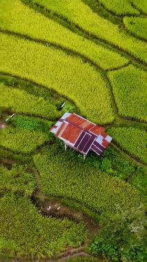 Çiftçiler altın sapların arasında özenle çalışırken, Chiang Mai arazisi boyunca canlı pirinç tarlaları uzanıyor. Tayland kırsalının manzaralı güzelliği ve doğada geleneksel desenler..