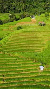 Tayland, Chiang Mai 'deki yemyeşil pirinç tarlalarının nefes kesici güzelliğini tecrübe edin..