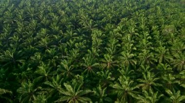 Tayland 'da gelişmekte olan bir palmiye ağacı fidanlığının geniş bir görüntüsü, parlak güneş ışığı altında yemyeşil ufka doğru genişliyor, doğanın güzelliğini ve tarım zenginliğini gösteriyor..