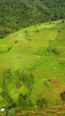 Chiang Mais pirinç tarlalarının nefes kesici güzelliğine tanık olun. Canlı yeşil teraslar arazide yayılıyor..
