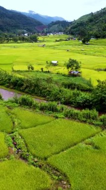 Chiang Mai, Tayland 'ın büyüleyici pirinç tarlalarını deneyin. Canlı yeşil manzaraların bitmediği bir yer. Bu huzurlu ortam tarım ve doğanın uyumunu gözler önüne seriyor..