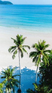 Koh Kood Adası 'ndaki sakin bir plajın nefes kesici manzarası tropik esintide yavaşça sallanan gür palmiye ağaçları. Kristal berraklığında sular dinlenmeye ve rahatlamaya davetiye çıkarır..