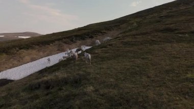 Norveç 'in Kuzey Burnu' nda sakin bir öğleden sonra kalan kar yığınlarıyla birlikte yemyeşil çimlerde otlayan bir ren geyiği sürüsü sergileniyor. Batan güneş, yuvarlanan tepelere yumuşak bir ışık saçar..