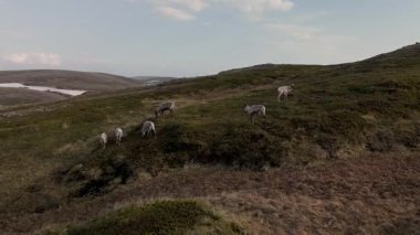 Otlayan ren geyikleri, Norveç 'in yemyeşil tepelerinde geniş manzaralar ve sakin bir atmosferle özgürce dolaşır. Bu nefes kesici ortam doğanın güzelliğini ve ahengini yakalıyor..