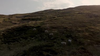 Otlayan ren geyikleri Norveç 'in yemyeşil tepelerinde dolaşır, yumuşak altın güneş ışığıyla yıkanır. Sakin kırsal kesimde doğal güzellik ve dingin titreşimler sergileniyor. Seyircileri cazibesini keşfetmeye çağırıyor..