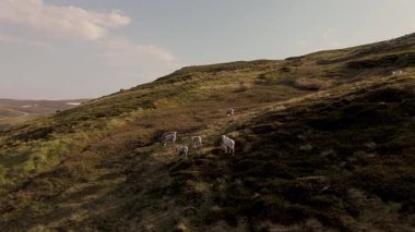 Huzurlu bir an, batan güneşin yumuşak parıltısı altında yemyeşil tepelerde huzur içinde otlayan ren geyiklerini yakalar. Sakin manzara, yazları Norveç 'in güzelliğini gözler önüne seriyor..