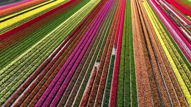 Hollanda, Flevoland 'da renkli lale çiçekleri soluk kesici bir pembe, sarı ve kırmızı palet sergiliyor..