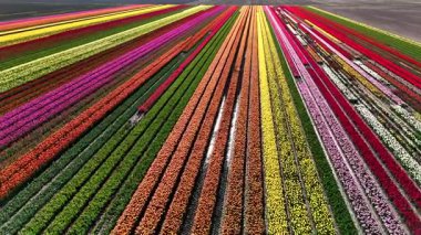 İlkbahar Hollanda 'daki Flevoland arazilerinde lale çiçeklerinin muhteşem bir şekilde sergilenmesini sağlar. Büyüleyici bir manzara, ziyaretçileri cezbeden renkli çiçek sıralarını barındırır..