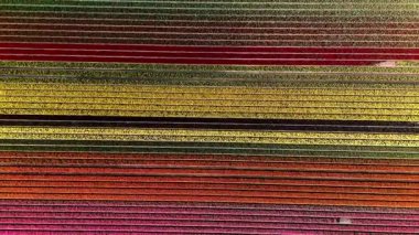 Hollanda, Flevoland 'da açan renkli lale çiçeklerinin çarpıcı sıralarını tecrübe edin. Doğanın canlı renkler ve hoş kokularla canlandığı baharın güzelliğine tanık olun.