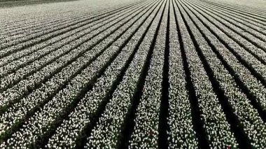 Flevoland 'ın canlı pınarlarını, uçsuz bucaksız lale çiçeklerinin çiçek açması ve ufka doğru uzanan renkli yapraklardan oluşan nefes kesici bir manzara yaratmasıyla tecrübe edin. Doğa aşıkları için mükemmel..