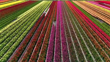 Hollanda, Flevoland 'daki renkli lale tarlaları bahar güneşinde göz kamaştırıcı bir çiçek dizisi sergiliyor..