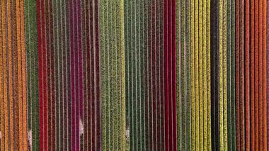 Hollanda, Flevoland 'daki nefes kesici lale tarlalarını keşfedin. Bahar geldiğinde renk patlaması yaşayın. Canlı çiçek sıraları açık mavi gökyüzünün altında büyüleyici bir manzara yaratır..