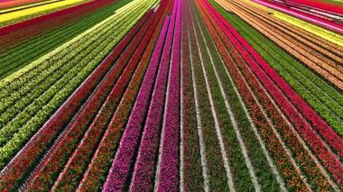 Hollanda, Flevoland 'daki geniş lale tarlalarının nefes kesici güzelliğini tecrübe edin. Canlı çiçeklerden oluşan renkli bir duvar halısı, baharda ziyaretçileri ağırlayarak sanatsal özelliklerini sergiliyor..