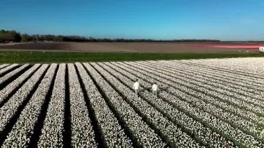 Hollanda, Flevoland 'da baharın göz kamaştırıcı güzelliğini keşfedin. Canlı lale tarlaları nefes kesici bir şekilde çiçek açar..