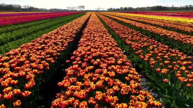 Hollanda 'daki Flevoland' ın nefes kesen lale tarlalarını keşfetmek, bahar mevsiminde canlı renkler ve nefes kesici manzaralar sergilemek. Doğanın güzelliğine tanık olun..