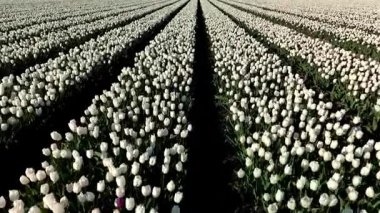 Hollanda, Flevoland 'da baharda açan lale tarlalarının nefes kesici güzelliğini keşfedin. Rengarenk çiçeklerin rüzgarda usulca sallanışına tanık olun..