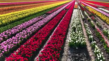 Hollanda, Flevoland 'da renkli lale sıraları, baharda güzellikleri gözler önüne seriyor. Ziyaretçiler sersemletici çiçeklere hayret eder, resim gibi bir deneyim yaratırlar..