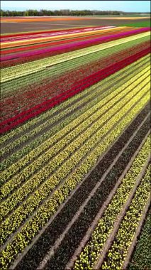 Flevoland 'ın çarpıcı tarlalarında bahar güneşinde gelişen nefes kesici renkli laleleri keşfedin. Bu canlı gösteri doğanın güzelliğini ve sanatını sergiliyor..