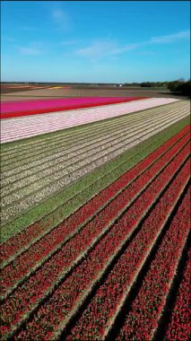 Hollanda 'nın Flevoland kentindeki manzarayı büyüleyici bir lale çiçeği görüntüsü kaplıyor. Sıra sıra parlak renkler açık mavi bir gökyüzü altında nefes kesici bir manzara yaratır. İlkbahar güzelliği gösterir.