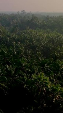 Tayland 'da sık tropikal bir ormanın çarpıcı hava manzarası palmiye ağaçlarının zengin yeşilliğini gözler önüne seriyor. Sabah ışığı yaprakların arasından süzülerek sakin bir atmosfer yaratır..