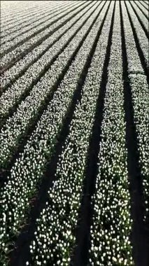 Doğa Flevoland 'da açar. Çiçek açan laleler ufku renklerle doldurur. Canlı çiçeklerden oluşan sıralar, bahar güneşinde göz kamaştırıcı bir duvar halısı oluşturarak sonsuza kadar uzanıyor..