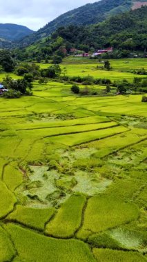 Chiang Mai, Tayland 'ın canlı pirinç tarlalarında dolaşın. Orada altın taneler rüzgarda hafifçe salınır..