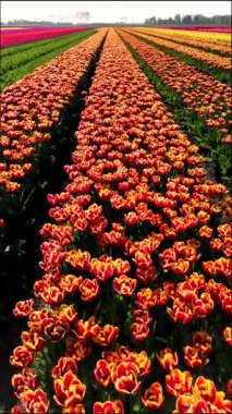 Hollanda, Flevoland 'daki canlı lale tarlalarının nefes kesici güzelliğini tecrübe edin. Çiçek açan turuncu ve sarı çiçek sıraları manzaranın her tarafına yayılarak çarpıcı bir ilkbahar manzarası yaratıyor..