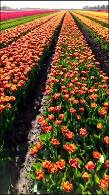 Hollanda, Flevoland 'daki lale tarlalarının nefes kesici güzelliğini keşfedin. Bu bahar canlı çiçekler renklenmeye başladı. Çarpıcı düzenlemenin ve doğal harikaların tadını çıkarın..
