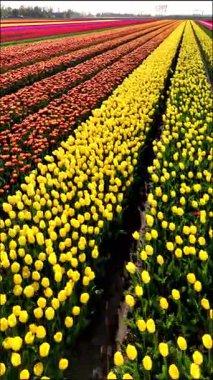 Hollanda, Flevoland 'da bahar mevsimi, lale çiçeklerinin büyüleyici genişliğini gözler önüne seriyor. Göz kamaştırıcı canlı çiçek sıraları güzelliği ve çekiciliğiyle ziyaretçileri cezbeden çarpıcı bir manzara yaratır..