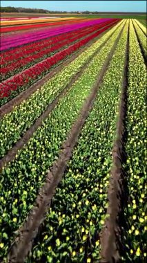 Hollanda, Flevoland 'daki bahar lale tarlalarının çarpıcı güzelliğini tecrübe edin. Renkli çiçek sıraları, doğadan zevk almak için mükemmel bir manzara yaratıyor. Sanatçılık ve canlı renkler..