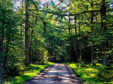 Hollanda, Flevoland 'daki yemyeşil tarlalar boyunca uzanan renkli lale çiçekleri baharın esansını yakalıyor. Doğa zenginleşirken ziyaretçiler neşe dolu çiçeklerle dolu bu canlı manzarayı keşfediyorlar..